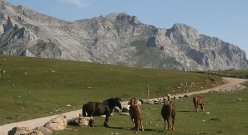 Picos de Europa